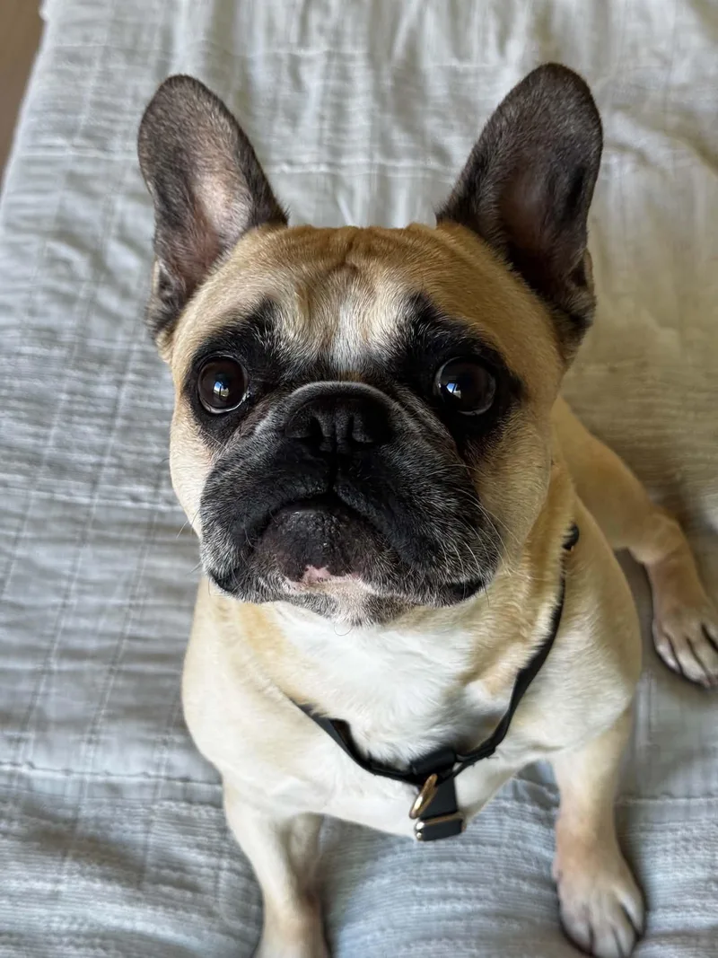 An adult medium-sized male Apricot / Beige French Bulldog dog named Zohan for adoption in Woodland Hills, CA