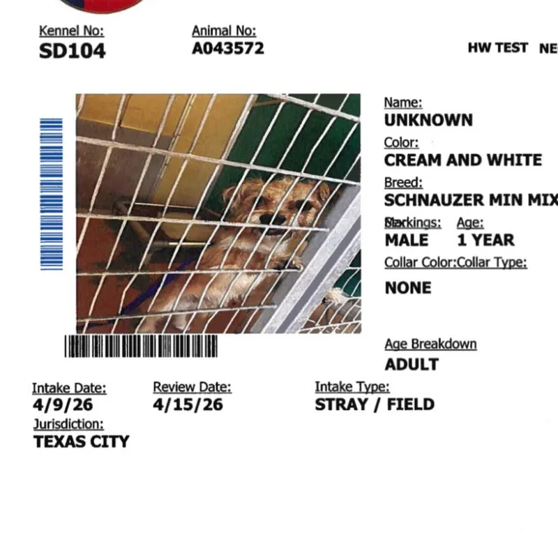 A young small-sized male White / Cream Miniature Schnauzer dog named Winston for adoption in Anahuac, TX