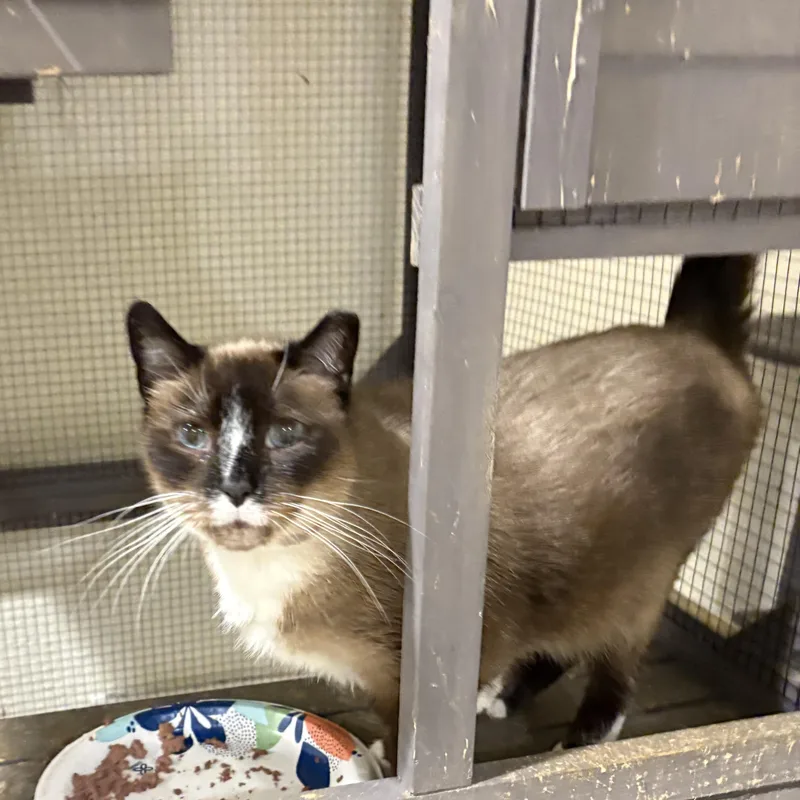 An adult small-sized female Calico Siamese cat named Calli And Evie for adoption in Palm City, FL