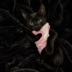 A baby small-sized male Black Domestic Short Hair cat named Miny for adoption in West Palm Beach, FL