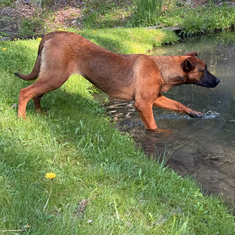 A baby large-sized female Red / Chestnut / Orange Belgian Shepherd / Malinois dog named Ava for adoption in Milford, NY