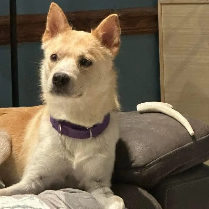 A young medium-sized female Shepherd dog named Harper Leigh for adoption in McHenry, IL