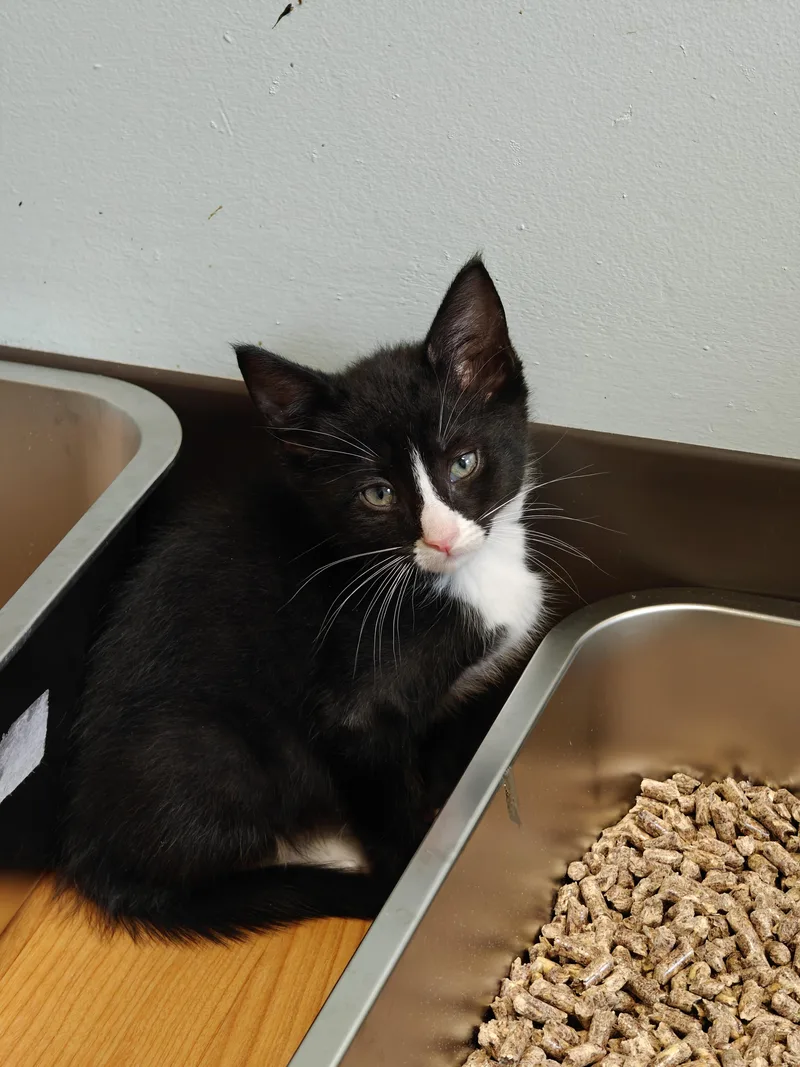 A baby small-sized male Black & White / Tuxedo Domestic Short Hair cat named Braeburn for adoption in New Britain, CT
