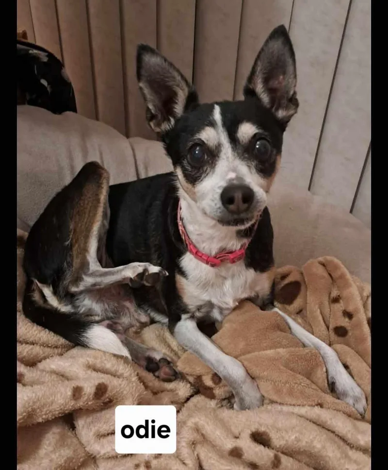 Odie thumbnail 3