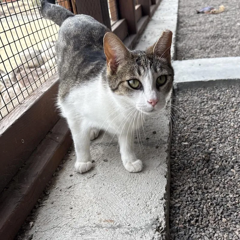 An adult small-sized male White Domestic Short Hair cat named Naoki for adoption in Stagecoach, NV