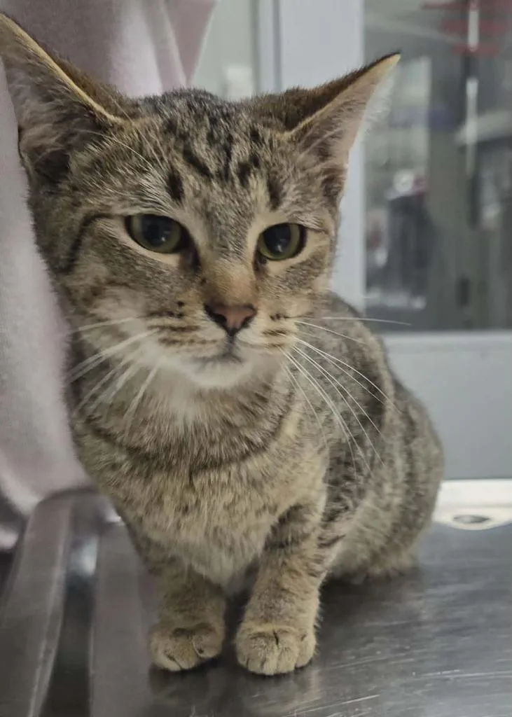 A baby large-sized female Domestic Short Hair cat named Nala for adoption in Hillsdale, IN