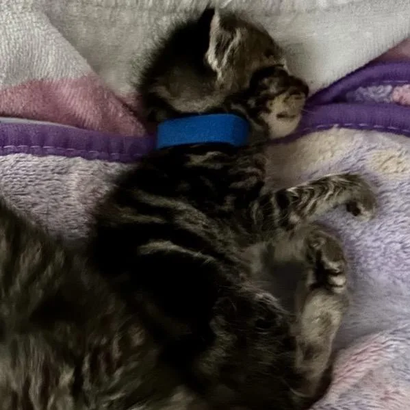 A baby small-sized male Black Domestic Short Hair cat named Wally for adoption in Othello, WA