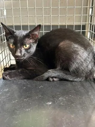 A baby small-sized male Domestic Short Hair cat named Nero for adoption in Port Allen, LA