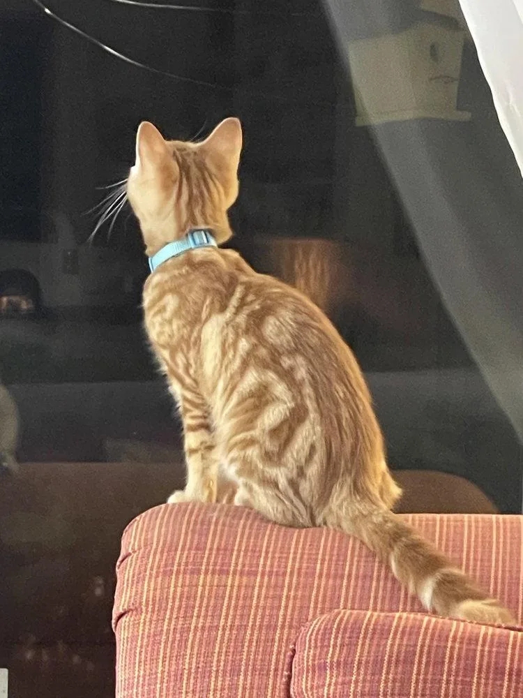A baby small-sized female American Shorthair cat named Amber Lynn for adoption in O'Fallon, MO