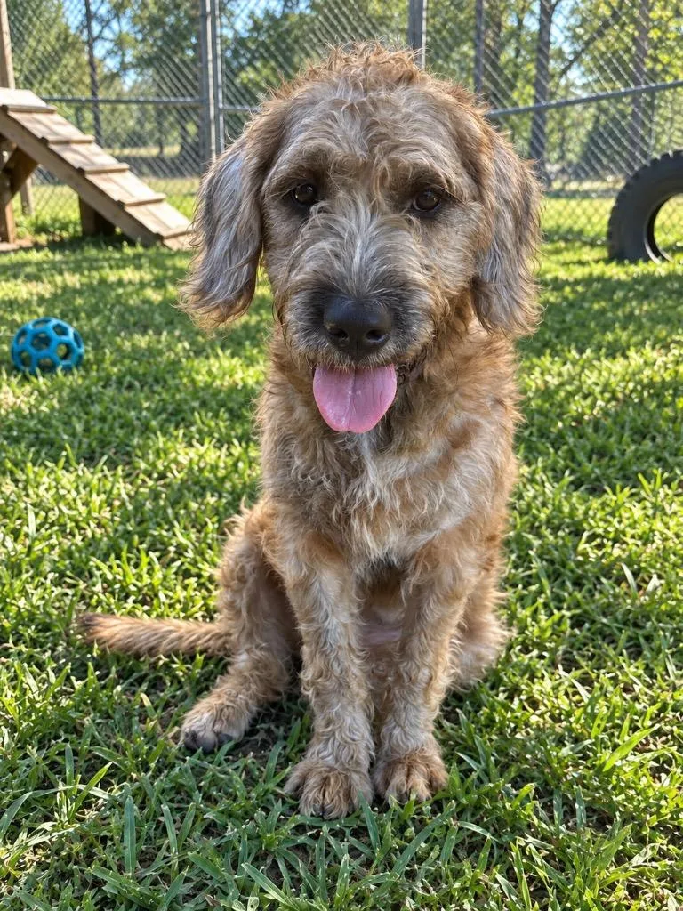 A baby medium-sized female Golden Retriever dog named Olive for adoption in Marianna, FL