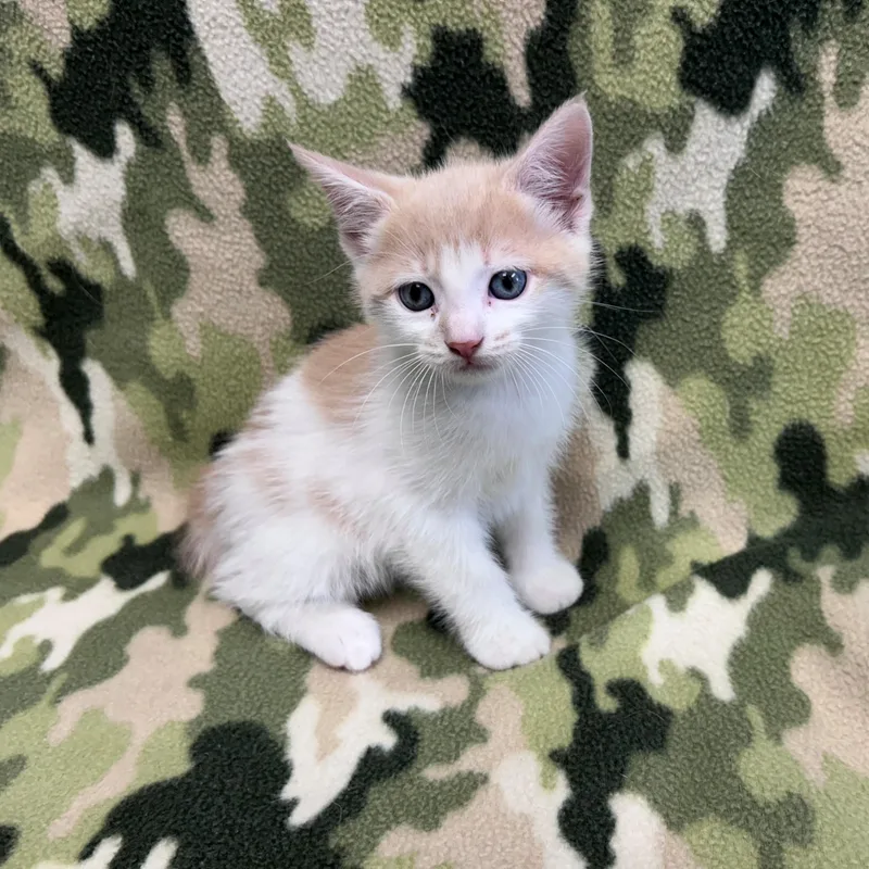 A young medium-sized male Buff & White Domestic Short Hair cat named Archer for adoption in Edinburg, VA