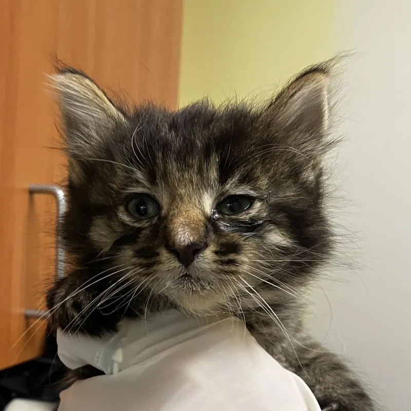 A baby small-sized female Brown / Chocolate Domestic Short Hair cat named Millie for adoption in Wilmington, DE