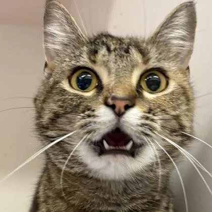 A young small-sized female Domestic Short Hair cat named Chicken Nugget for adoption in Janesville, WI