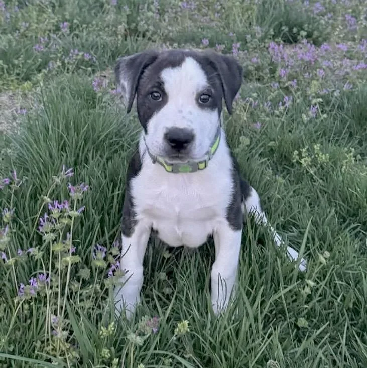 Franklin