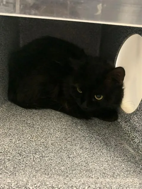 A young medium-sized male Domestic Short Hair cat named Garth for adoption in Casper, WY