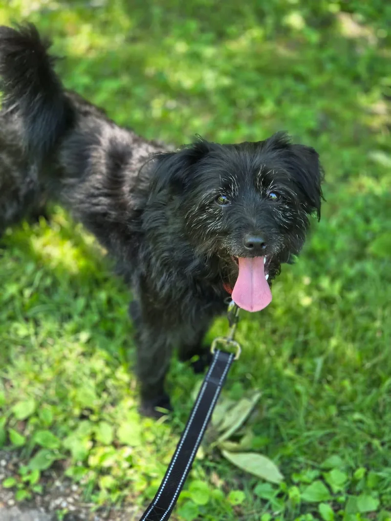 A baby small-sized male Black Terrier dog named Buttons for adoption in Warren, OH