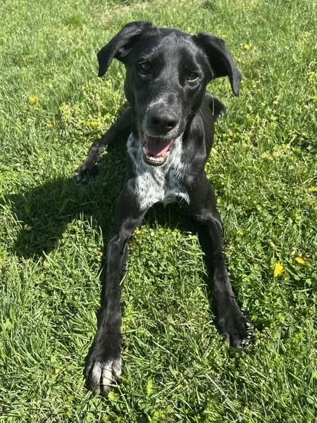 A young medium-sized male Australian Cattle Dog / Blue Heeler dog named Colton for adoption in Osage Beach, MO