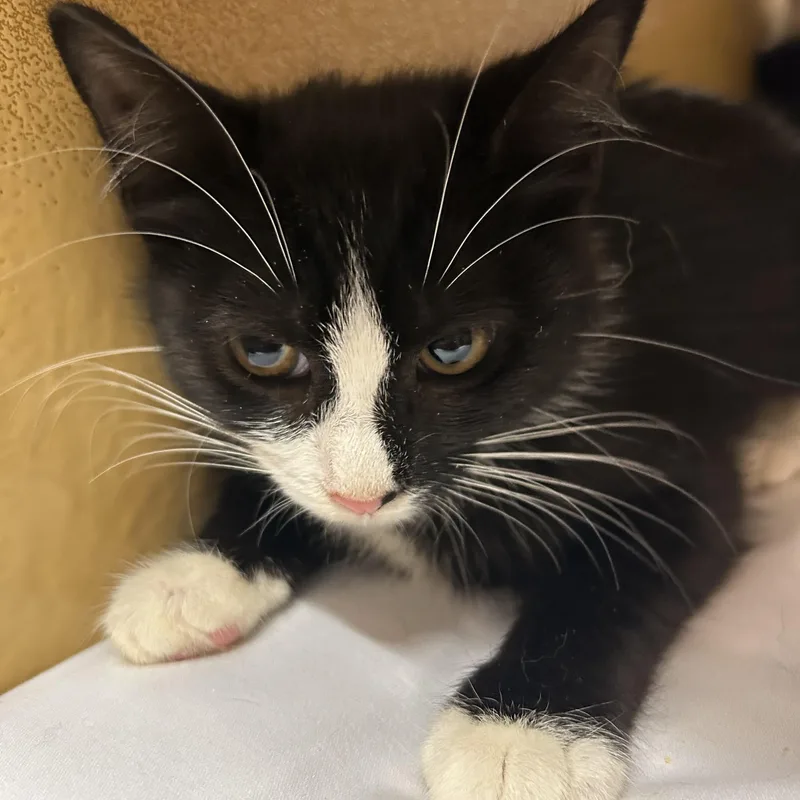 A baby medium-sized female Black & White / Tuxedo Tuxedo cat named Vivian for adoption in Lambertville, NJ