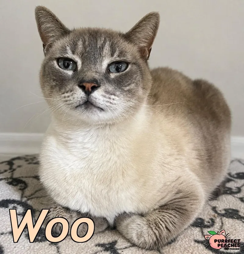 A senior medium-sized male Siamese cat named Woo for adoption in Douglasville, GA