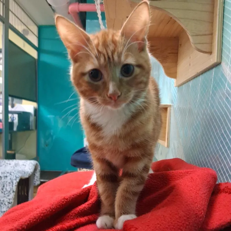A young medium-sized male Tabby (Orange / Red) Domestic Short Hair cat named Sprout for adoption in Hudson, NY