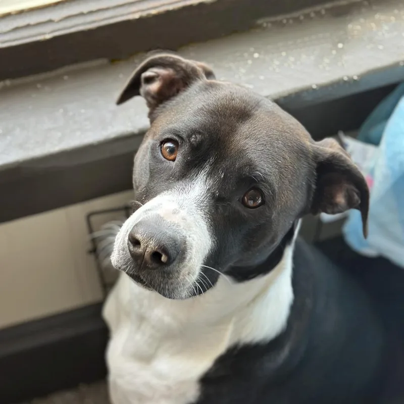 Oreo