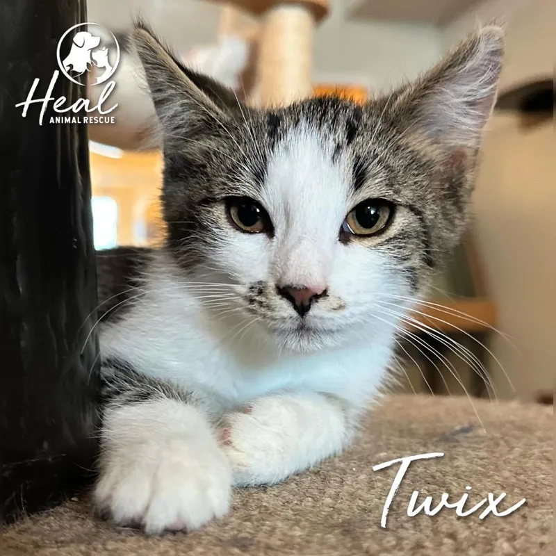 A baby small-sized male Brown / Chocolate Domestic Short Hair cat named Twix for adoption in Youngwood, PA