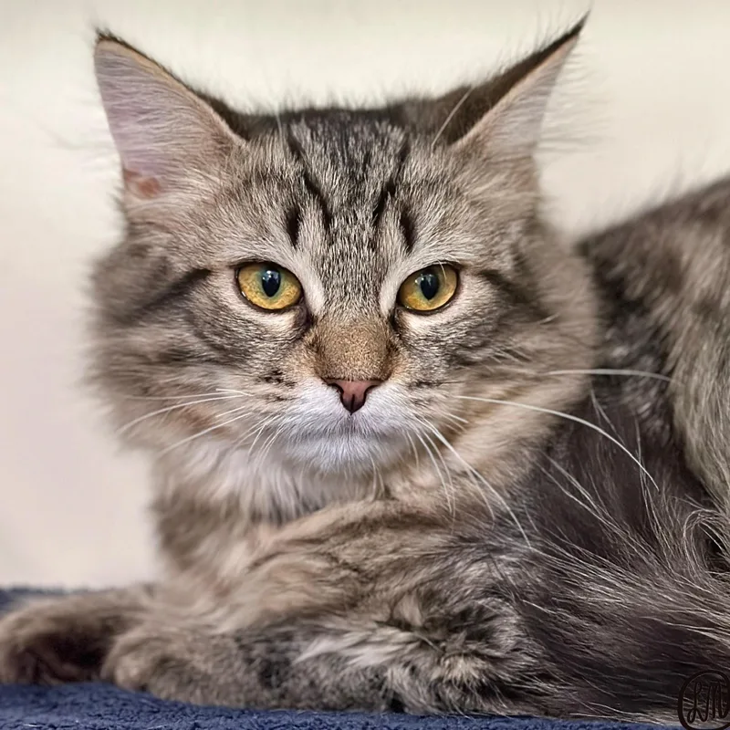 A young medium-sized male Tabby (Brown / Chocolate) Domestic Long Hair cat named Leopold for adoption in Victor, NY