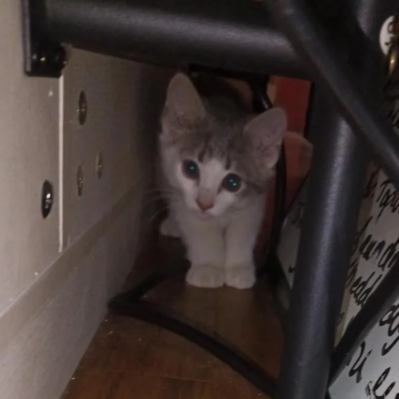 A baby small-sized male White Domestic Short Hair cat named Cameron for adoption in Woodstock, VA