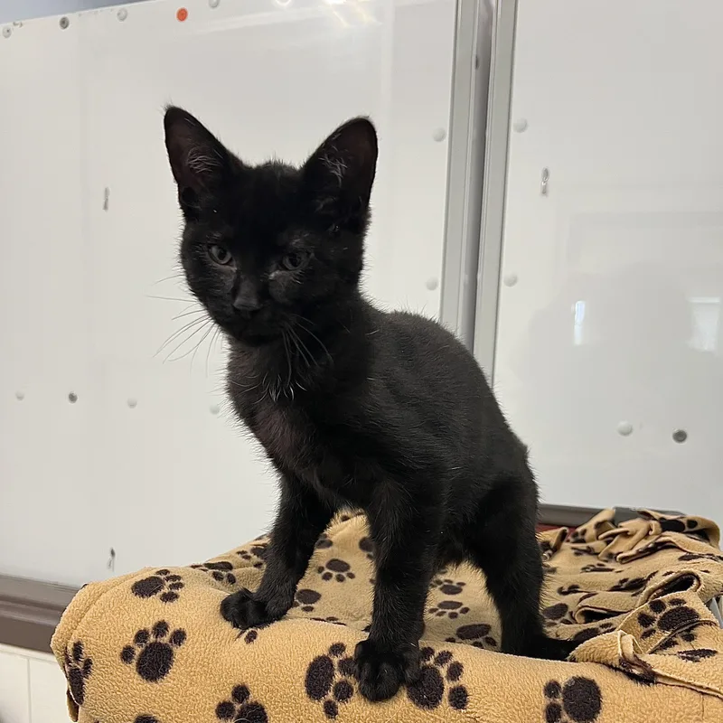 A baby medium-sized male Black Domestic Short Hair cat named Pookie for adoption in Fairmont, MN