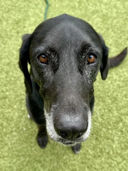 Daisy