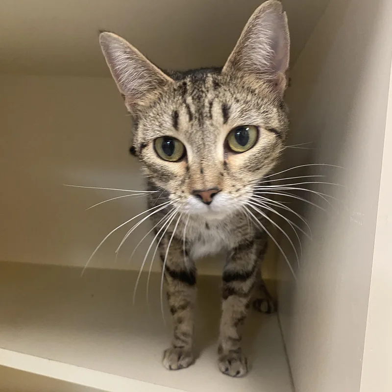 An adult medium-sized female Tabby (Brown / Chocolate) Domestic Short Hair cat named Miracle for adoption in Elyria, OH