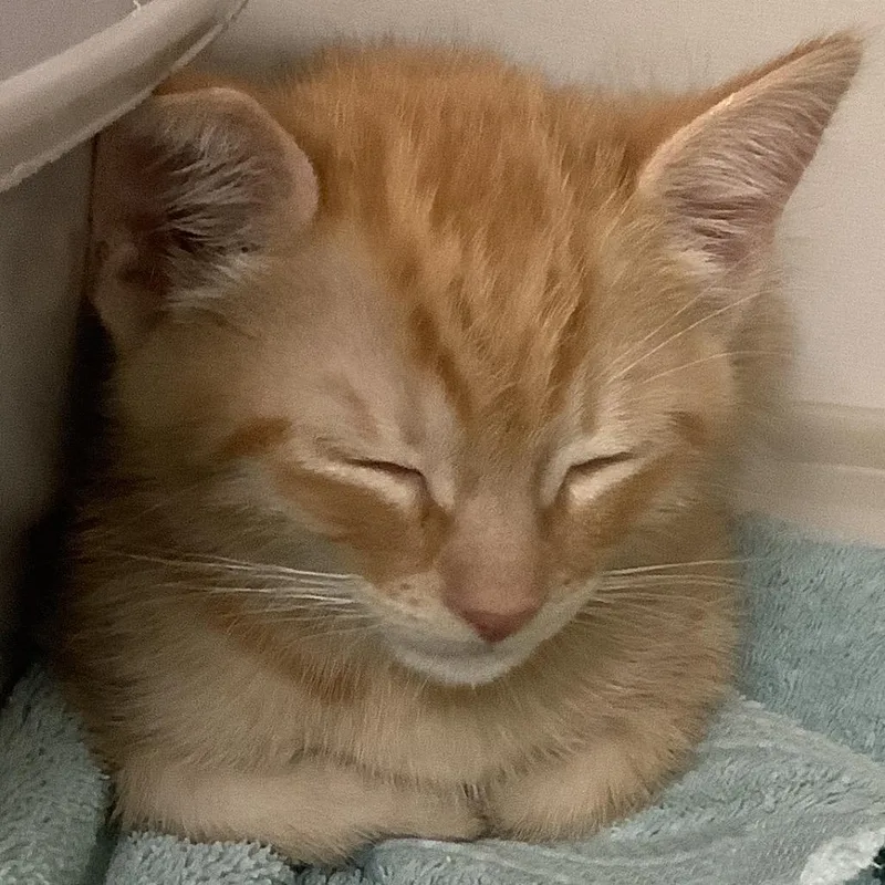 A baby small-sized male Orange / Red Domestic Short Hair cat named Saffron for adoption in Redwood City, CA