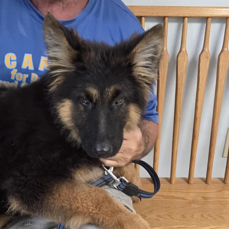 A baby medium-sized male Brown / Chocolate German Shepherd Dog dog named Drax for adoption in Camden, DE