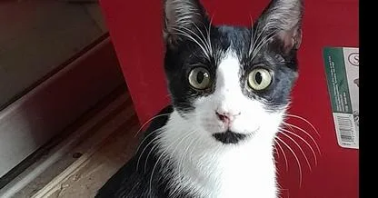 A young medium-sized male Black & White / Tuxedo Domestic Short Hair cat named Copy for adoption in Hudson, NH