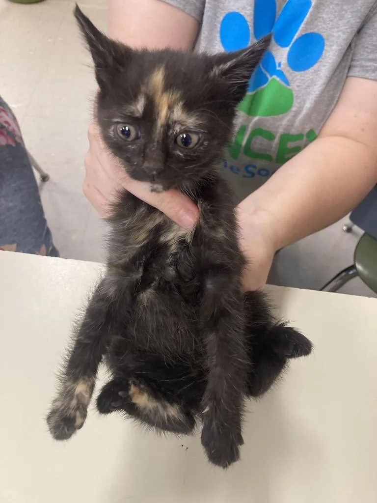 A baby medium-sized female Domestic Short Hair cat named Haka for adoption in Burnsville, NC