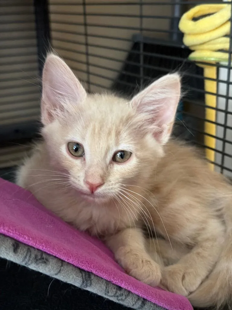 A baby medium-sized female Domestic Short Hair cat named Pippa for adoption in Peoria, AZ