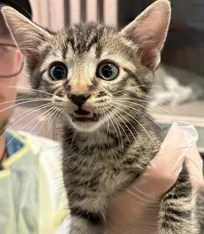 A baby small-sized male Domestic Short Hair cat named Mickey for adoption in Washington, DC