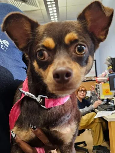 An adult small-sized male Mixed Breed dog named Nautica for adoption in Chamblee, GA