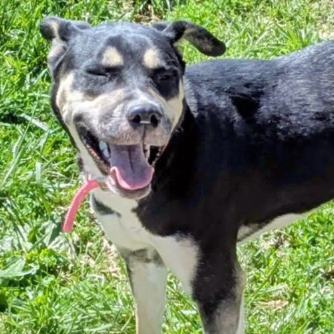 An adult medium-sized female Black Mixed Breed dog named Aubrey for adoption in Jeffersonville, IN