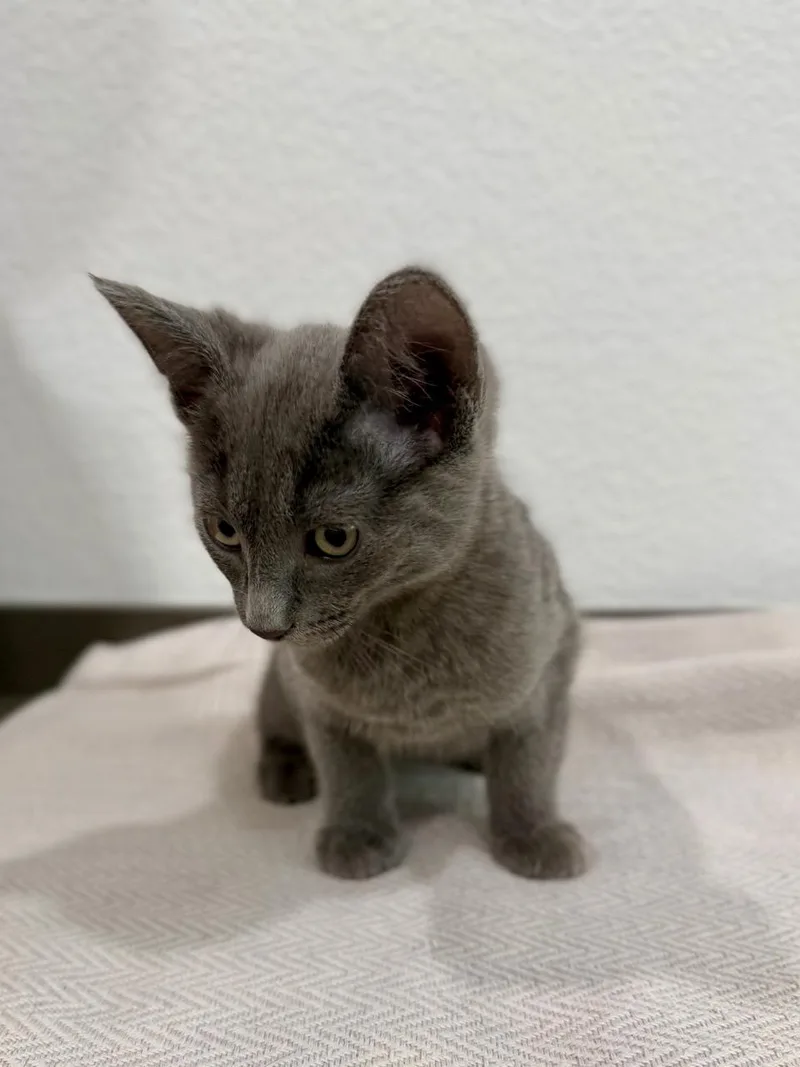A baby medium-sized male Gray / Blue / Silver Domestic Short Hair cat named Blue for adoption in Las Vegas, NV