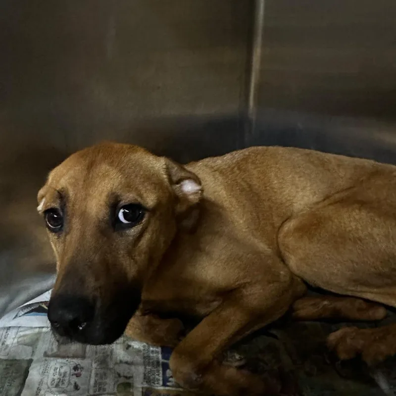 A young medium-sized female Brown / Chocolate Mixed Breed dog named Vestavia Hills for adoption in Gadsden, AL