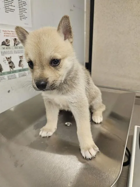 A baby large-sized male Husky dog named Kix for adoption in Baldwin Park, CA