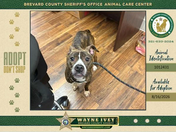 An adult medium-sized female Mixed Breed dog named Stella for adoption in Melbourne, FL