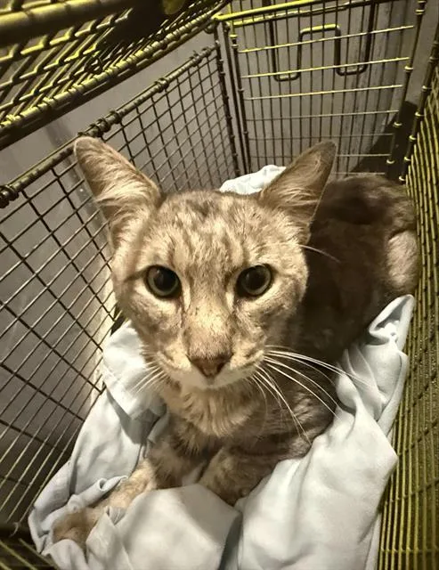 An adult medium-sized male Domestic Short Hair cat named Jasper for adoption in San Antonio, TX