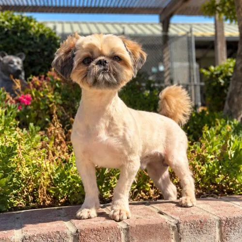 A young small-sized male Shih Tzu dog named Peanut for adoption in Lathrop, CA
