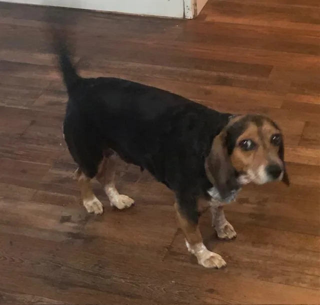 A senior medium-sized female Tricolor (Brown, Black, & White) Beagle dog named Lola for adoption in Colleyville, TX