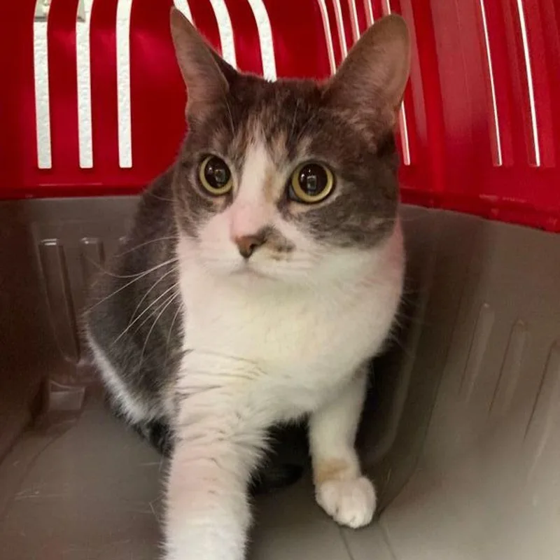 An adult medium-sized female Calico Domestic Short Hair cat named Suki for adoption in Lake Havasu City, AZ