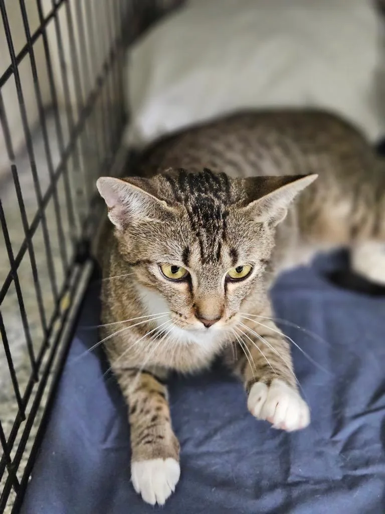 A young medium-sized female Domestic Short Hair cat named Jenny for adoption in Pomona, NY