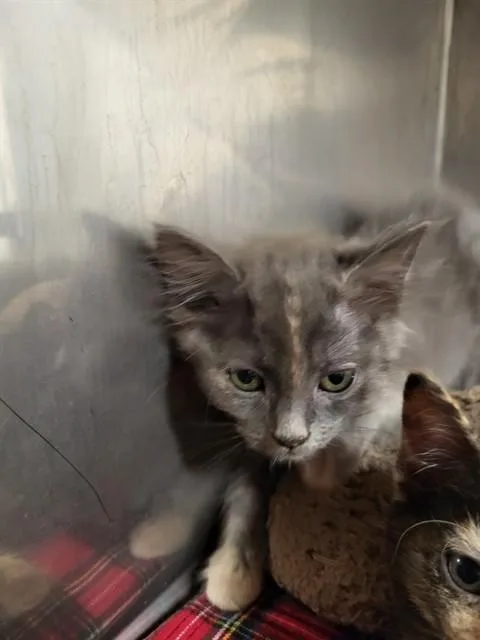 A baby small-sized female Domestic Short Hair cat named Princessa for adoption in Albuquerque, NM