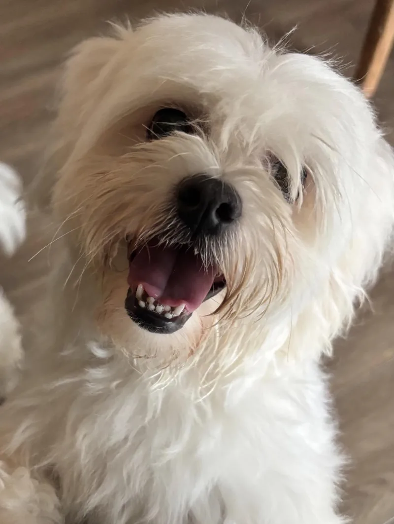 An adult small-sized female Shih Tzu dog named Winter for adoption in Richmond, VA